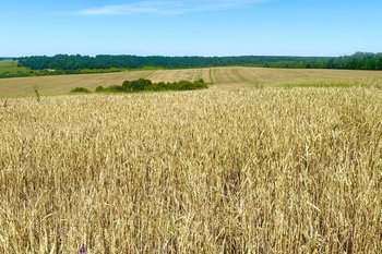 Казанские ученые разработали биопрепараты, «подрывающие» иммунитет насекомых-вредителей