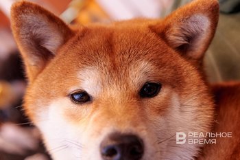 В Татарстане введут обязательную регистрацию собак и штрафы за нарушения правил их содержания