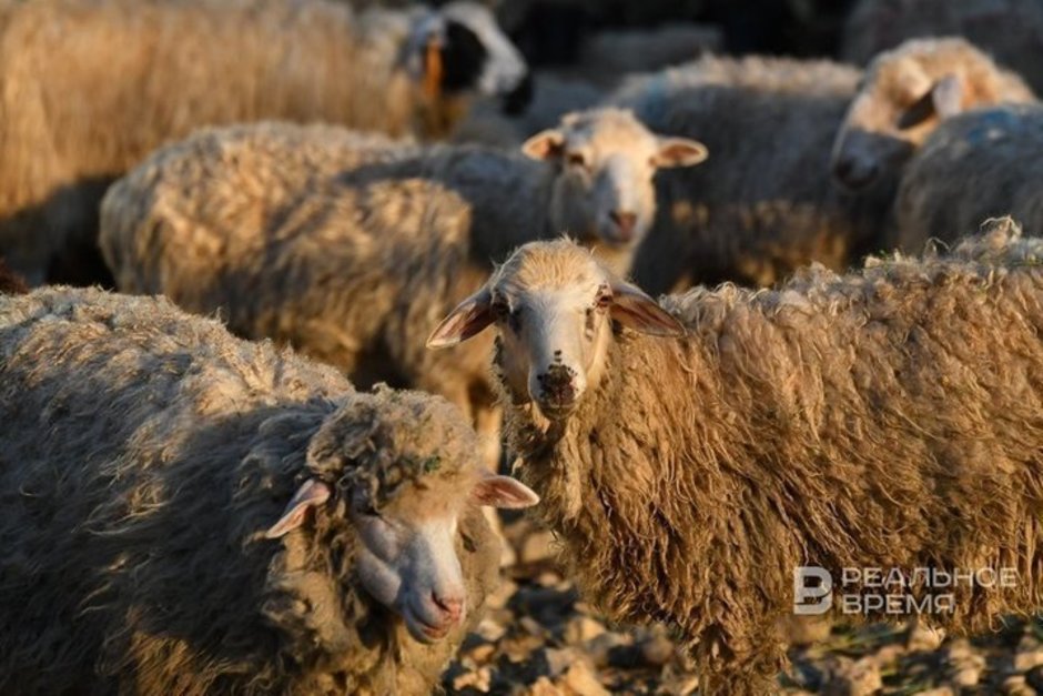 Перед Курбан-байрамом Минсельхоз и муфтият попросили поддержать местных производителей