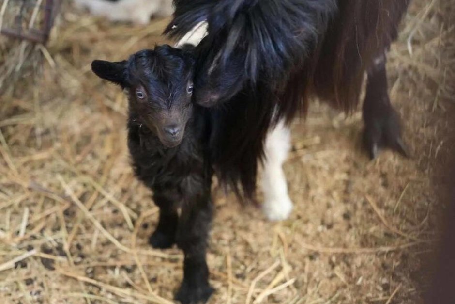 В зоопарке Казани родились два валлийских козленка