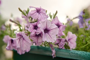 Впервые в столице Татарстана вырастили рекордное количество рассады