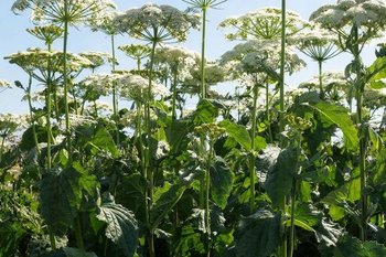 Рослесхоз включил клен и борщевик в список опасных растений