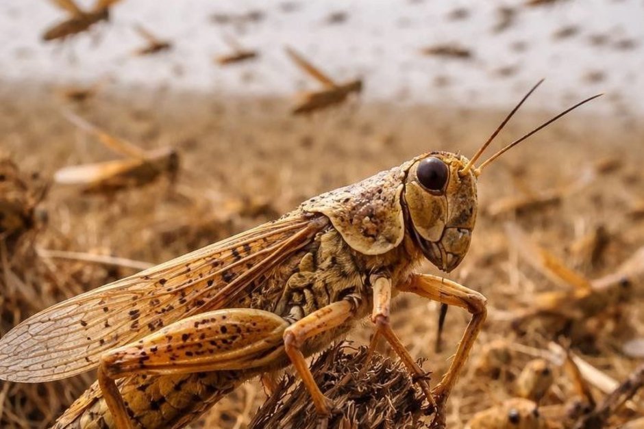 В Татарстане не прогнозируют нашествие саранчи в 2026 году