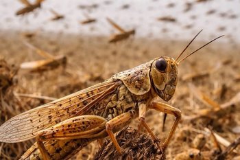 В Татарстане не прогнозируют нашествие саранчи в 2026 году