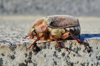 В Казани наблюдается массовое появление майских жуков