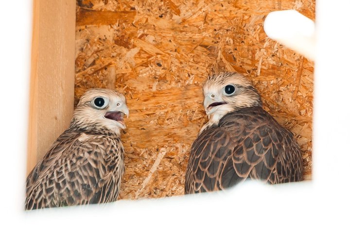 Краснокнижный сокол-балобан продолжает обживать Татарстан