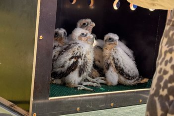 В Татарстане окольцевали первых местных краснокнижных соколов-балобанов