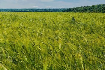 Агропром России получит в 2026 году 542 млрд рублей госпомощи