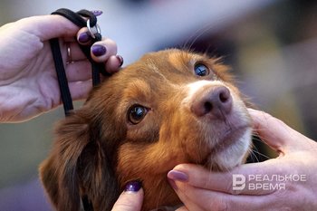 «Отступление от гуманистических начал»: КС заявил, что эвтаназия животных допустима только в крайних случаях