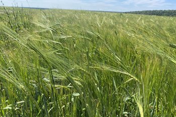 Казанские ученые разработали «умную» защиту для ячменя