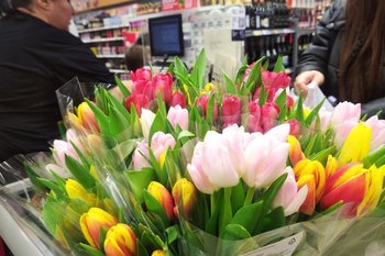 Елабуга закупит 28 тысяч цветов к 9 Мая