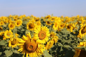 Татарстан экспортировал почти 35 тыс. тонн масличных культур с начала года