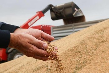 Россия сохранила первенство в экспорте пшеницы — 41 млн тонн проданного зерна