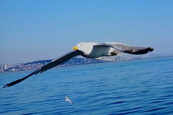 В Татарстане появится природный заказник для защиты колонии чаек