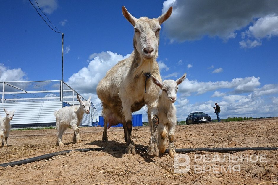 Владельцам ЛПХ Татарстана выплатят до 6,3 тыс. рублей за содержание скота