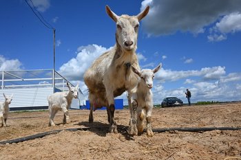 Владельцам ЛПХ Татарстана выплатят до 6,3 тыс. рублей за содержание скота