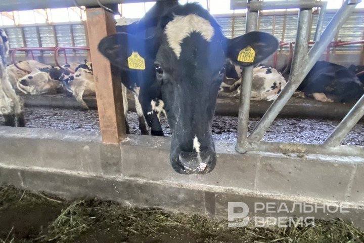 Аграрии Татарстана потеряли порядка 1,5 млрд рублей из-за бруцеллеза животных