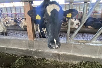 Аграрии Татарстана потеряли порядка 1,5 млрд рублей из-за бруцеллеза животных