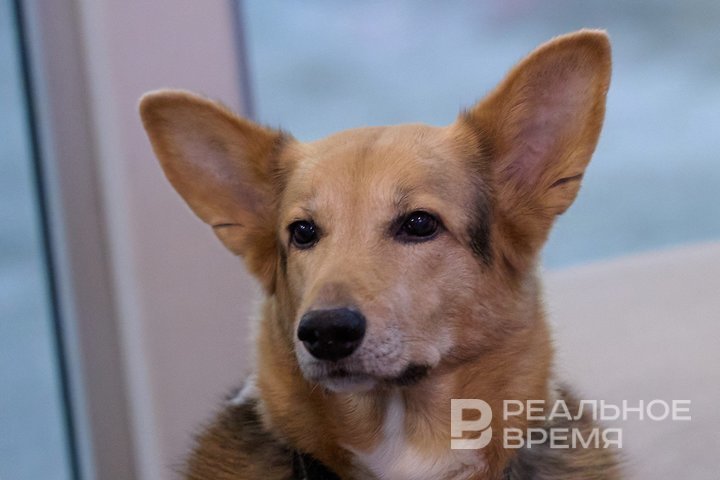 В Госдуме предложили обязать владельцев убирать за своими питомцами