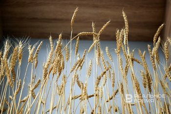 Египет стал крупнейшим покупателем российской пшеницы в 2024/25 сельхозгоду