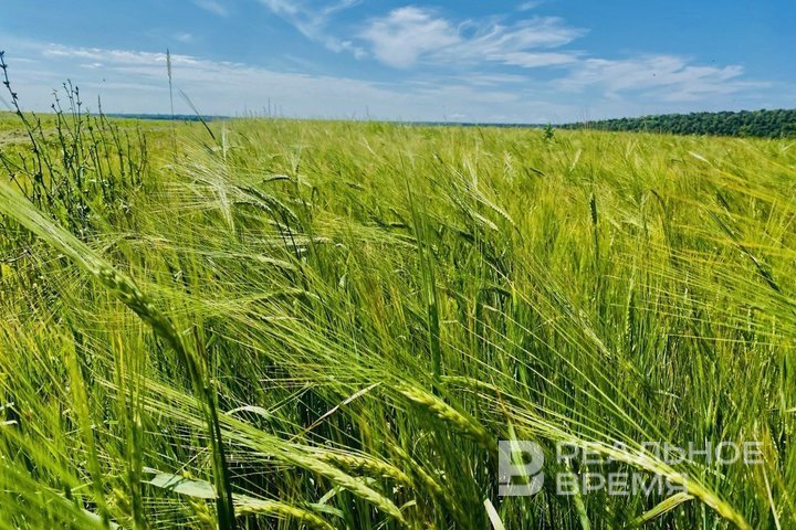 С начала 2025 года в Татарстане произведено сельхозпродукции на 339 млрд рублей