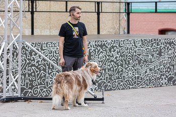 Чтобы не плодить бездомных: Минприроды усилит контроль над разведением собак и кошек