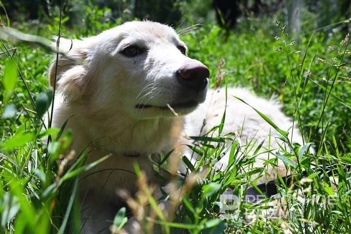 В России предложили запретить мешать отлову бездомных животных