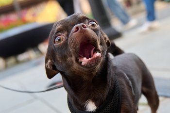 В России утвердили план по ответственному обращению с животными