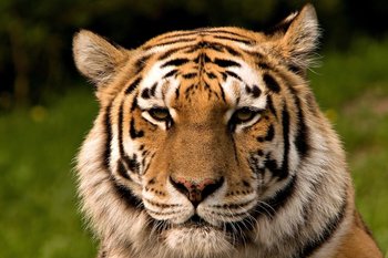 Вольер для амурских тигров в казанском зоопарке построят за 168 млн рублей