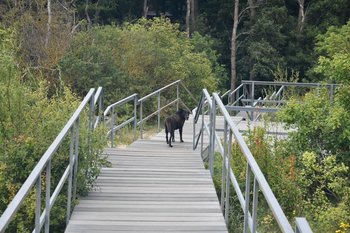 Казань назвали одним из лучших городов по работе с бездомными животными
