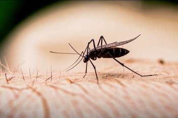 В России подтвержден второй завозной случай лихорадки чикунгунья