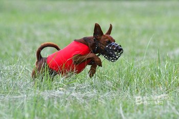 В Госдуму внесли законопроект о регулировании разведения домашних животных
