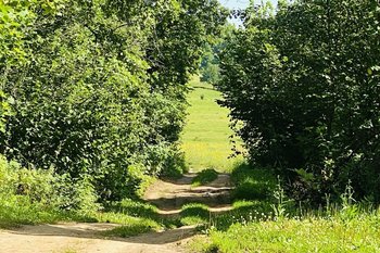 Общая площадь лесов в Татарстане составляет 1,2 млн гектаров