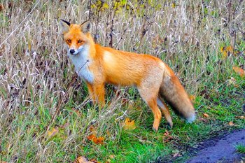 Казанцев приглашают пройтись «Маршрутом Лисы»