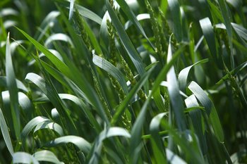 Итоги уборочной кампании: потеря 300 тыс. тонн зерна, экспорт на 949 млн рублей, рост кредитования АПК