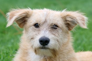 В эти выходные в поселках Казани пройдет бесплатная вакцинация от бешенства для собак и кошек