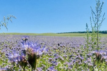 Нейросеть выяснила, с какими цветами ассоциируется продукция Татарстана