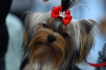 В поселках Казани 2 и 3 мая пройдет бесплатная вакцинация животных