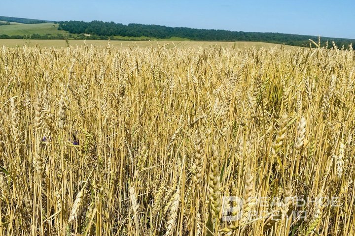 В условиях падения цен на зерно Татарстан делает ставку на сою, подсолнечник и лен