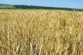 В условиях падения цен на зерно Татарстан делает ставку на сою, подсолнечник и лен