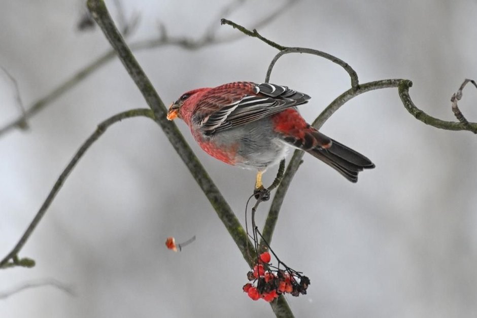 В Москве впервые за 113 лет увидели редких птиц