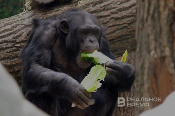 В России предложили ужесточить наказание за ненадлежащее содержание диких животных