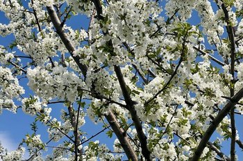 Весна принесла двойную волну аллергии