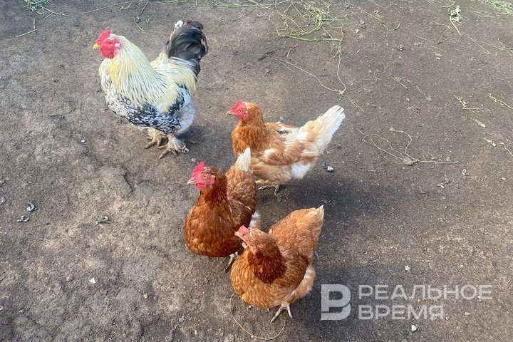 В Татарстане возбудили уголовное дело из-за строительства птицефабрики