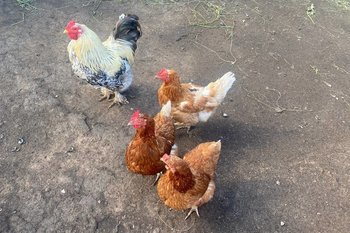 В Татарстане возбудили уголовное дело из-за строительства птицефабрики