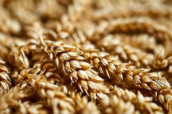 Татарстан расширил экспорт зерна в исламские страны до 40% от общего объема