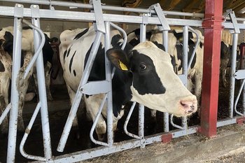 Татарстанец погасил полумиллионный долг после ареста телят