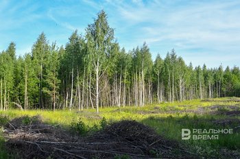 Зарплаты сотрудников лесного хозяйства в России повысят с 2025 года