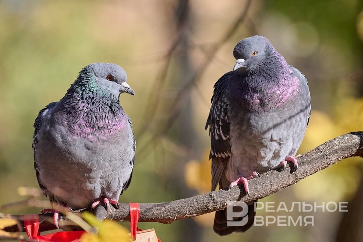 В ряде регионов России зарегистрировали очаги гриппа птиц