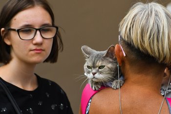 «Это не бизнес, а дорогостоящее хобби: котята в Казани стоят до 195 тыс. рублей
